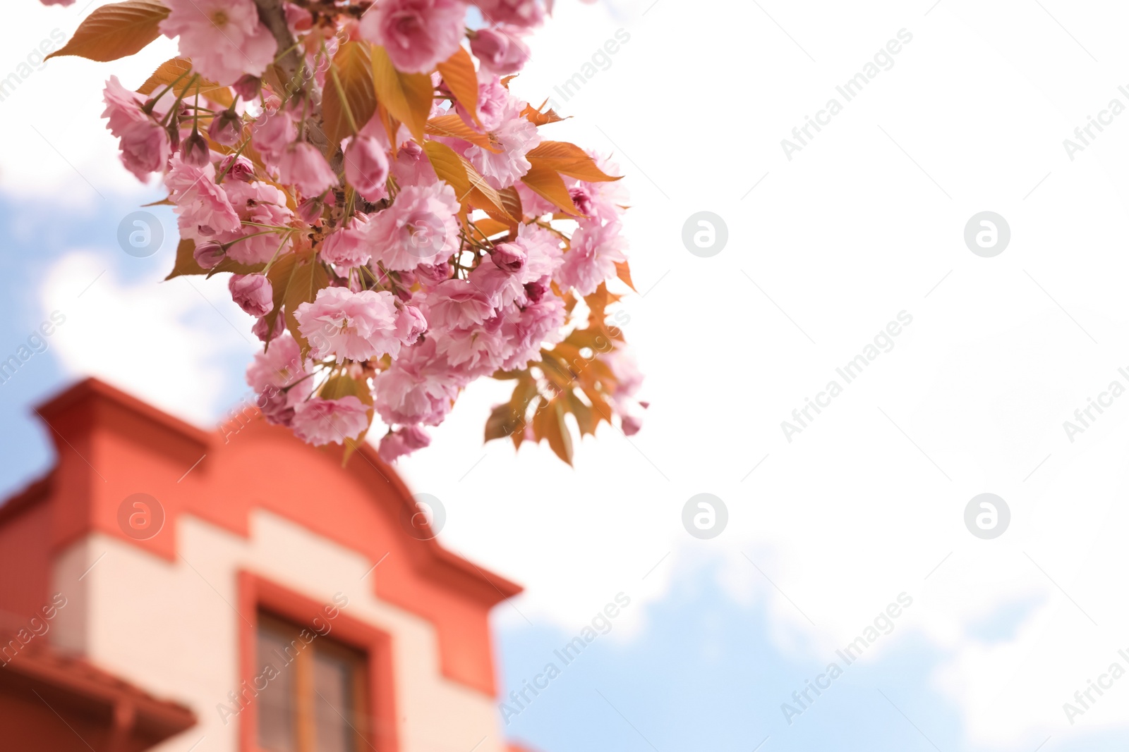 Photo of Sakura tree with beautiful blossoms on spring day, closeup. Space for text