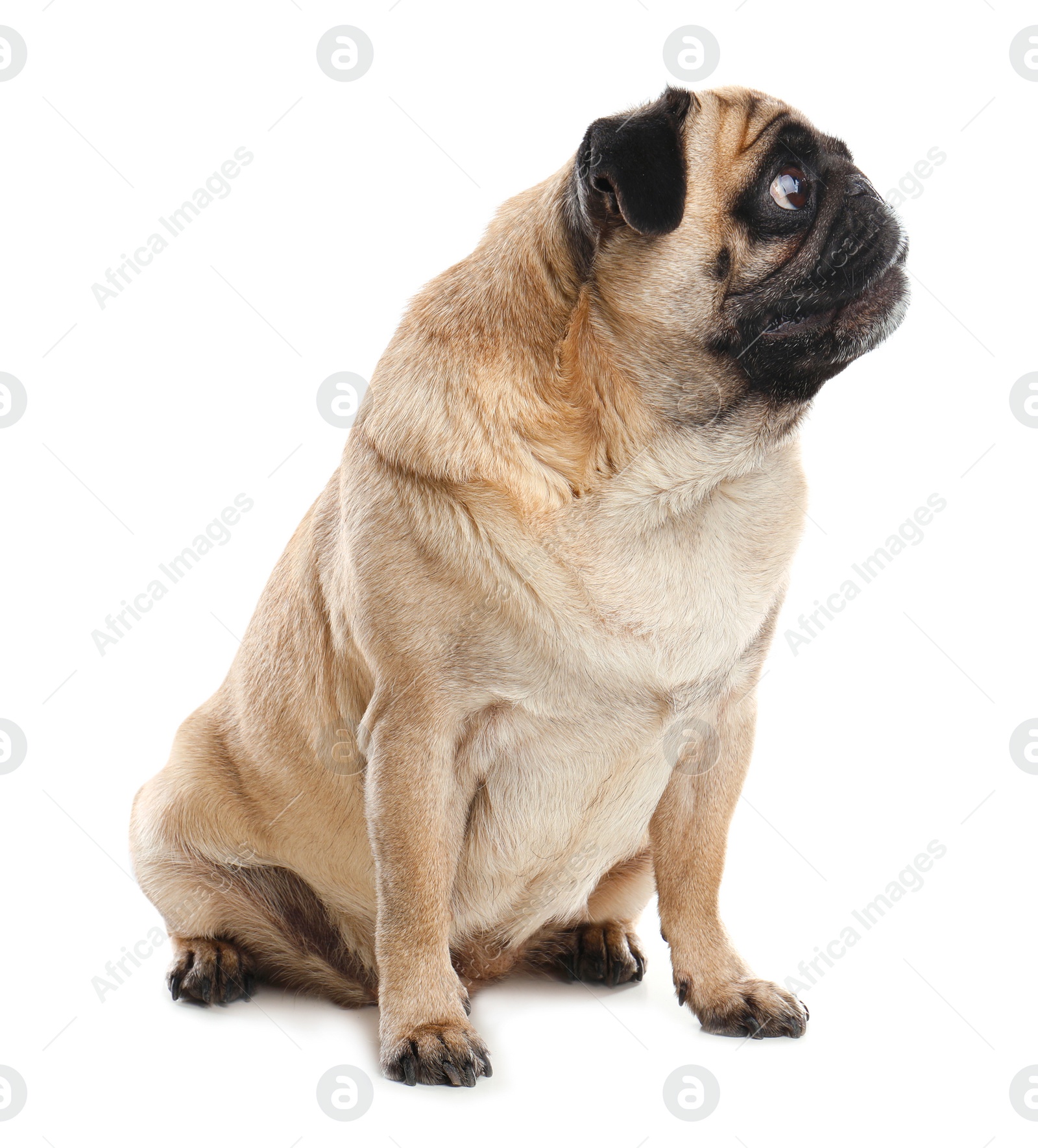 Photo of Happy cute pug dog isolated on white