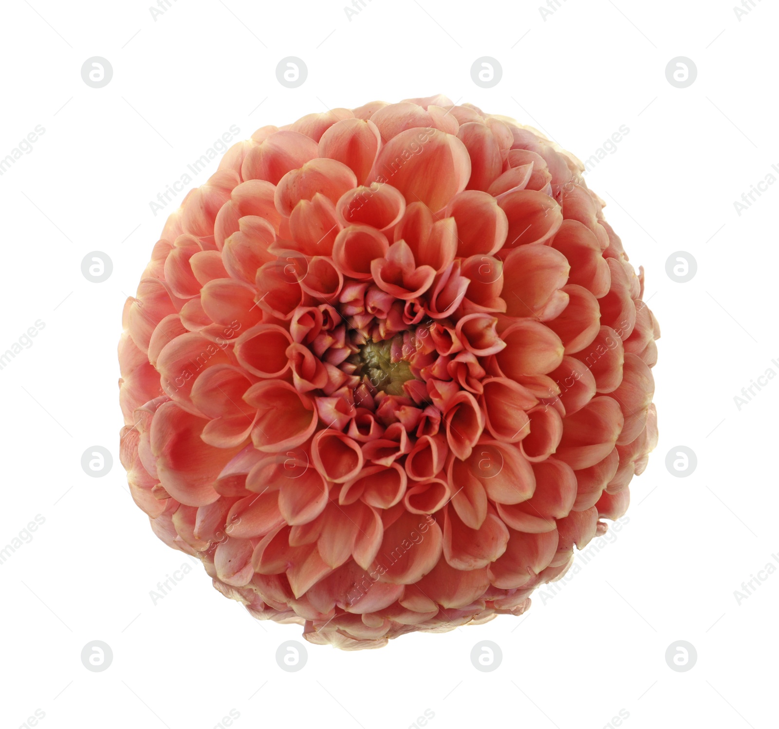 Photo of Beautiful orange dahlia flower isolated on white