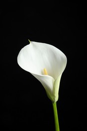 Photo of Beautiful calla lily flower on black background