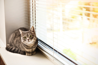 Image of Cute tabby cat near window blinds on sunny day