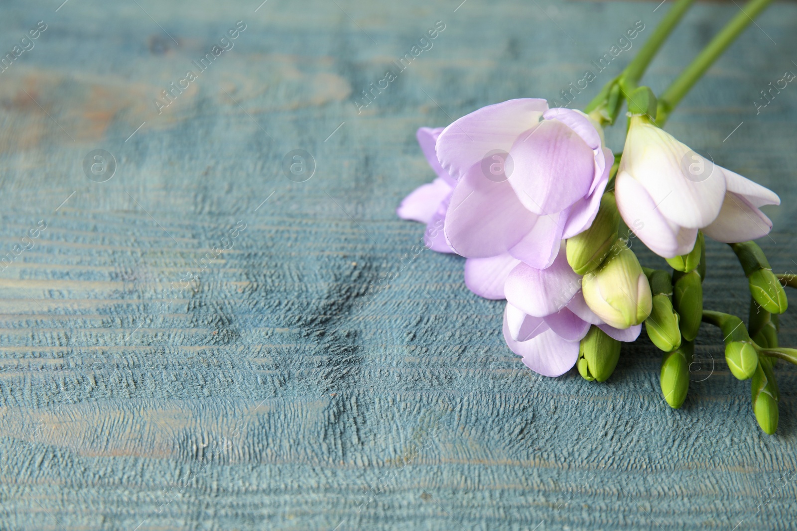 Photo of Beautiful fresh freesia flowers on wooden background, closeup. Space for text