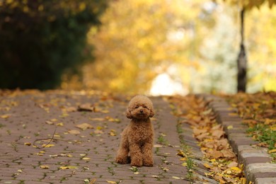 Cute Maltipoo dog in autumn park, space for text