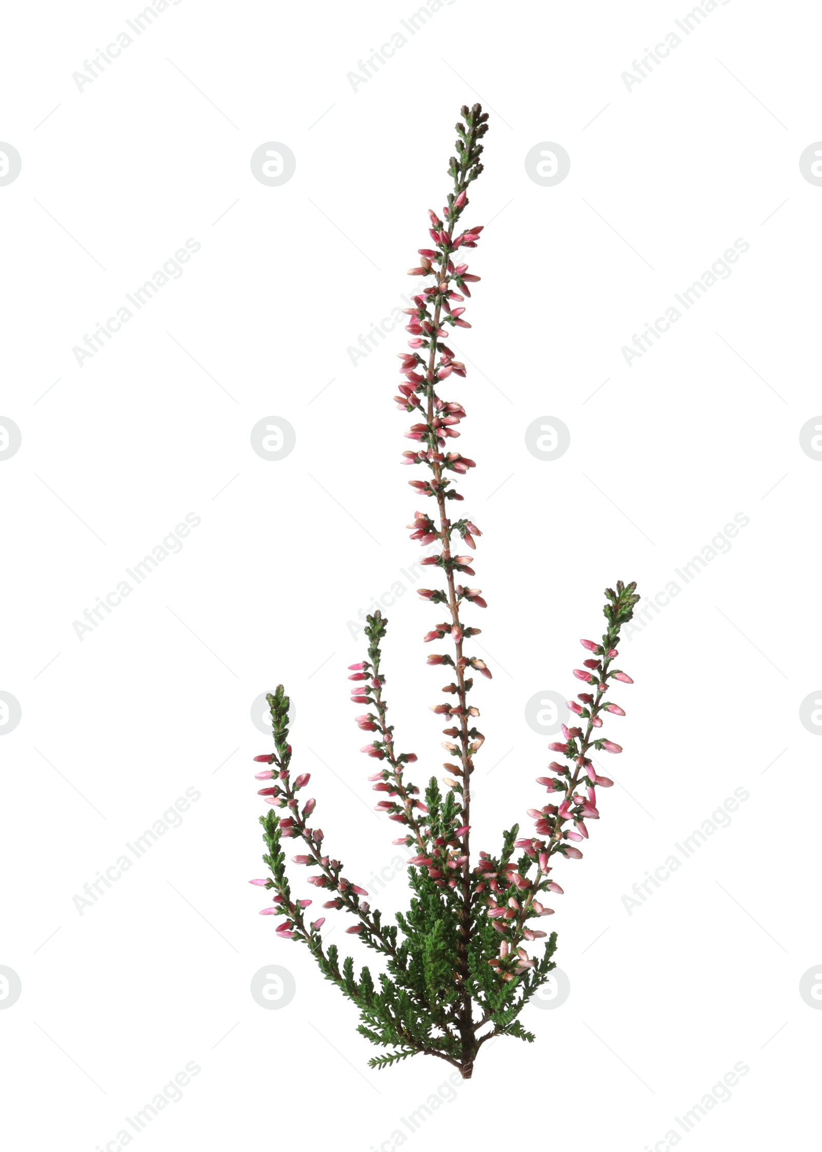 Photo of Branch of heather with beautiful flowers isolated on white