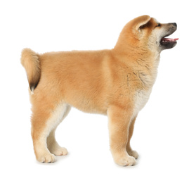 Photo of Cute Akita Inu puppy on white background. Baby animal