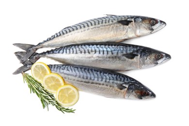 Raw mackerels, lemons and rosemary isolated on white, top view