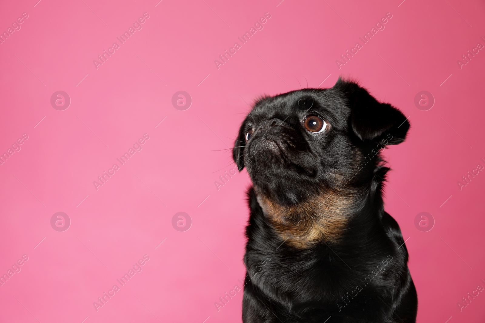 Photo of Adorable black Petit Brabancon dog on pink background, space for text