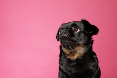 Photo of Adorable black Petit Brabancon dog on pink background, space for text