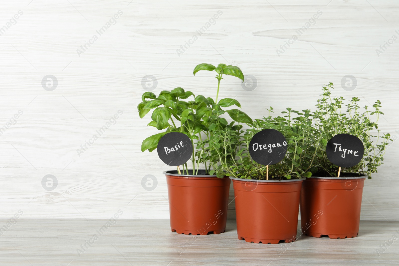 Photo of Different aromatic potted herbs on table against white wooden background. Space for text