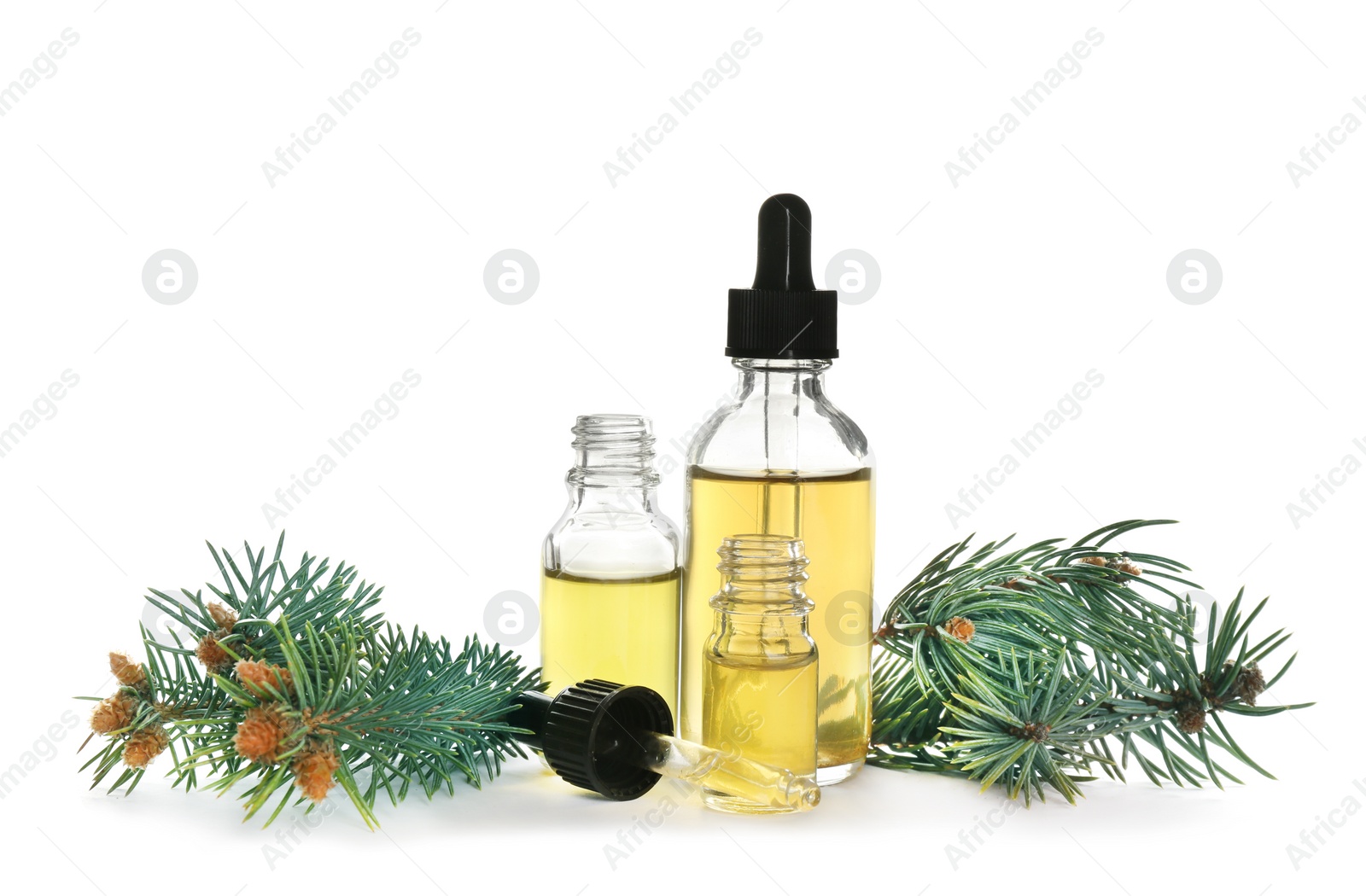 Photo of Bottles of essential oil, pipette and pine branch isolated on white