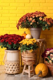 Photo of Beautiful potted fresh chrysanthemum flowers and pumpkins near yellow brick wall