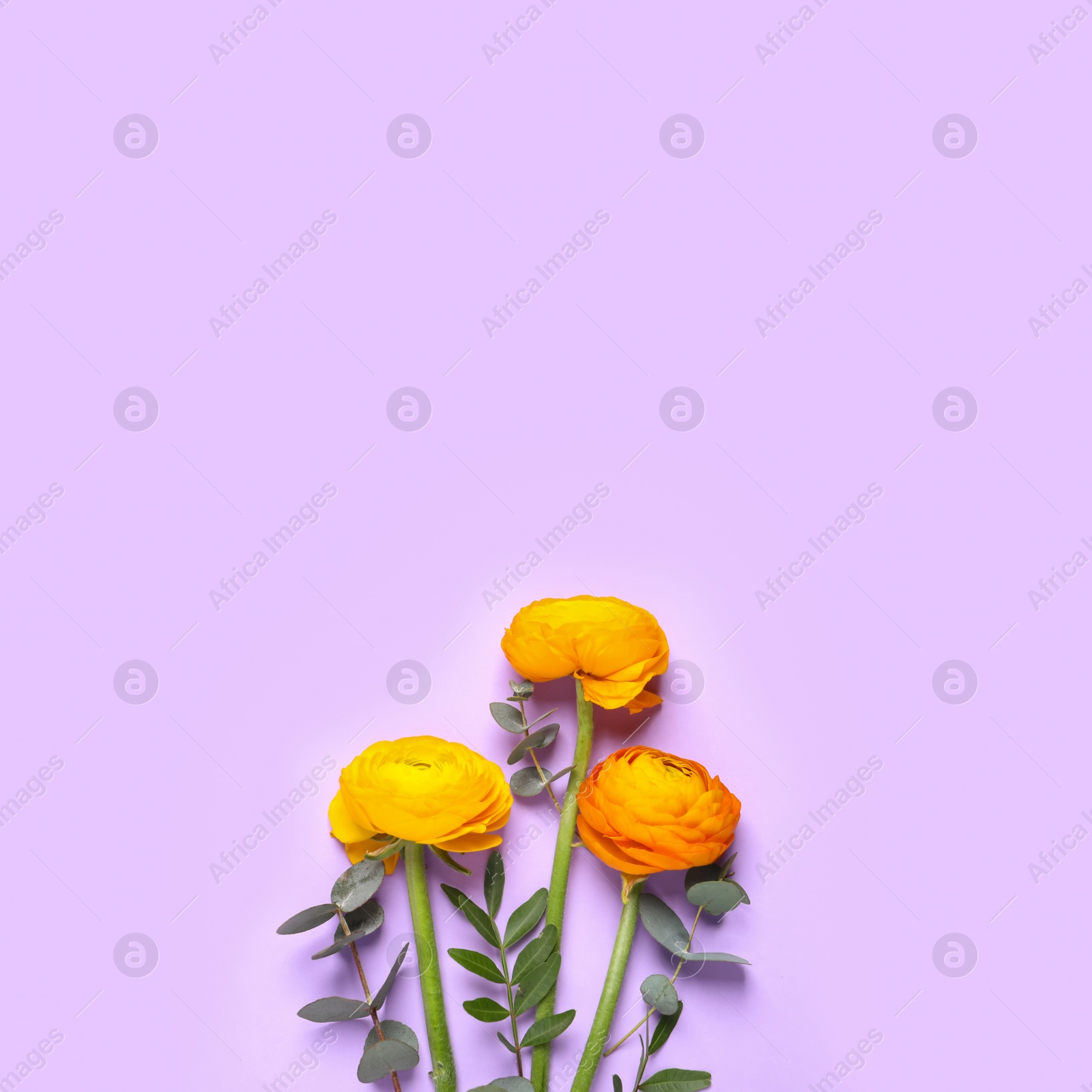 Photo of Beautiful ranunculus flowers on light violet background, flat lay. Space for text