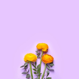 Photo of Beautiful ranunculus flowers on light violet background, flat lay. Space for text