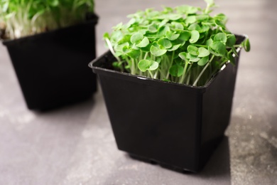 Fresh organic microgreen in pots on grey table, closeup