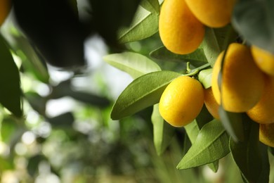 Photo of Kumquat tree with ripening fruits outdoors, closeup. Space for text