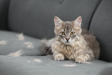 Photo of Pet shedding. Cute cat with lost hair on grey sofa, space for text