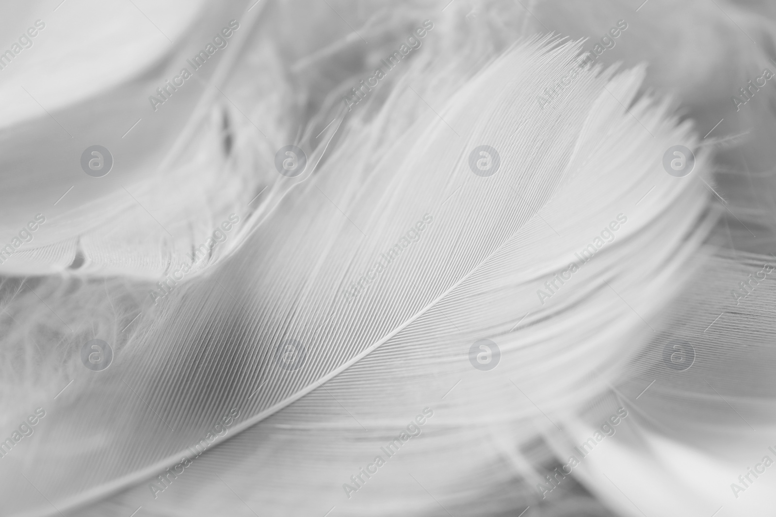 Photo of Many fluffy bird feathers as background, closeup