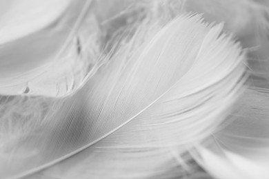 Photo of Many fluffy bird feathers as background, closeup