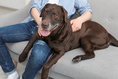 Photo of Adorable brown labrador retriever with owner on couch indoors