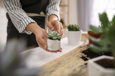 Photo of Woman planting succulents at wooden table indoors, closeup