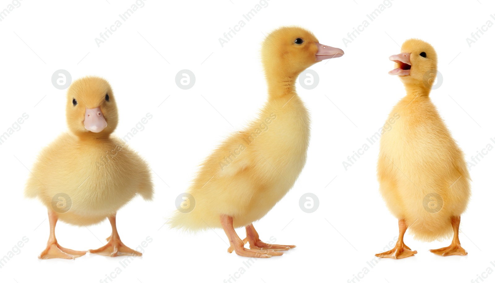 Image of Three cute fluffy ducklings on white background. Farm animals