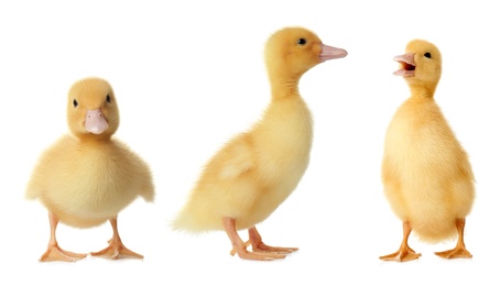 Image of Three cute fluffy ducklings on white background. Farm animals