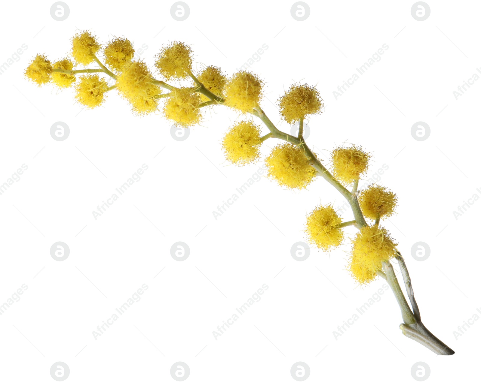 Photo of Beautiful yellow mimosa flowers isolated on white