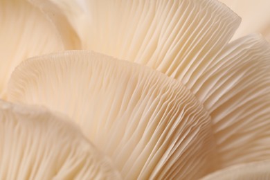 Photo of Fresh oyster mushrooms as background, macro view