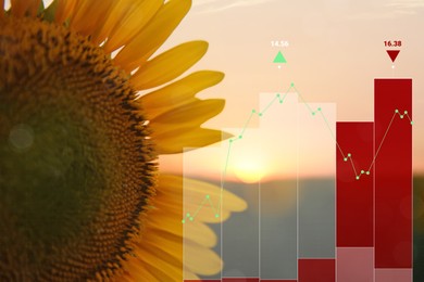 Image of Agricultural crisis. Sunflower and illustration of graph showing decrease amount of harvest