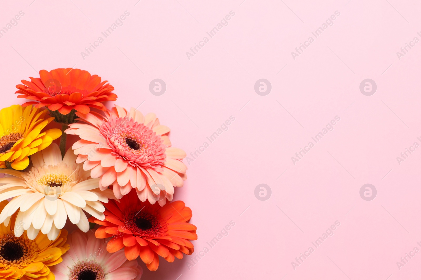 Photo of Beautiful colorful gerbera flowers on pink background, flat lay. Space for text