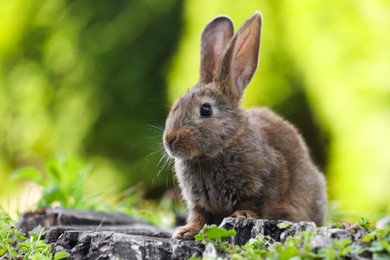 Cute fluffy rabbit on tree stump among green grass outdoors. Space for text