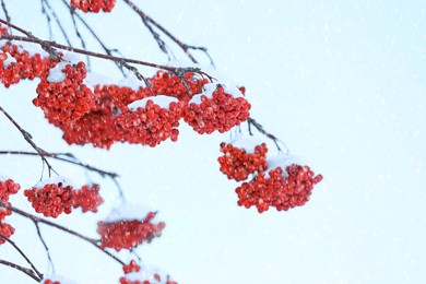 Image of Red rowan berries on tree branches covered with snow outdoors on cold winter day