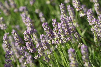 Photo of Beautiful blooming lavender plants in field on sunny day, closeup