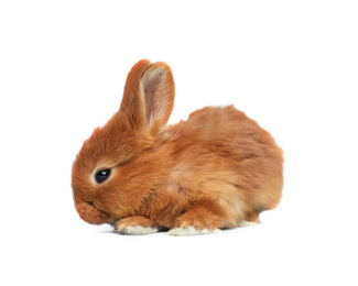 Image of Adorable fluffy Easter bunny on white background