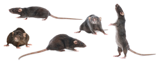 Image of Set of cute little rats on white background. Banner design