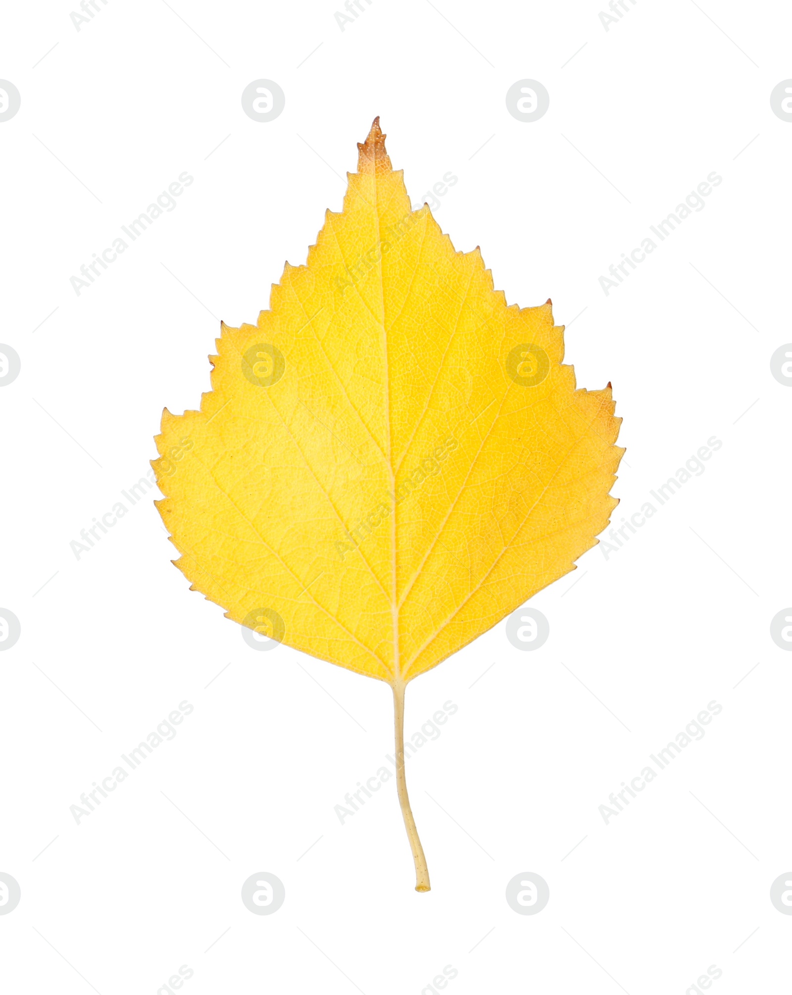 Photo of Beautiful leaf isolated on white. Autumn season