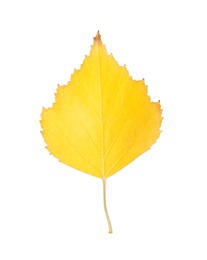 Photo of Beautiful leaf isolated on white. Autumn season