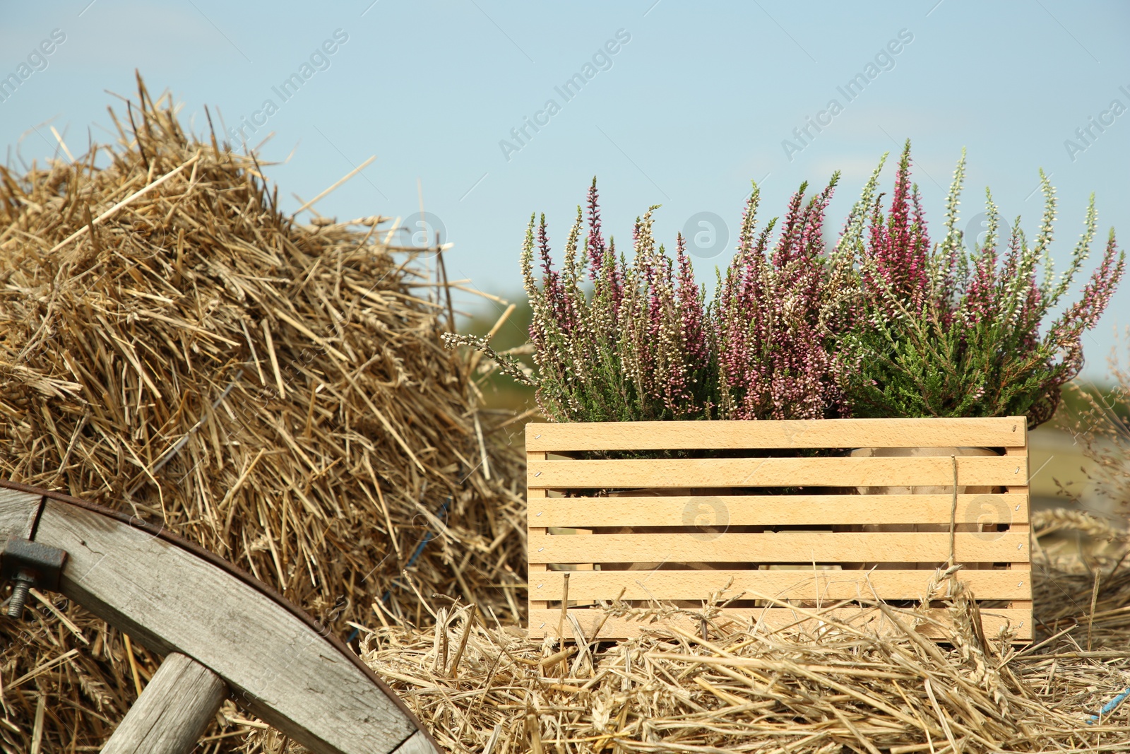 Photo of Beautiful heather flowers in crate on hay outdoors