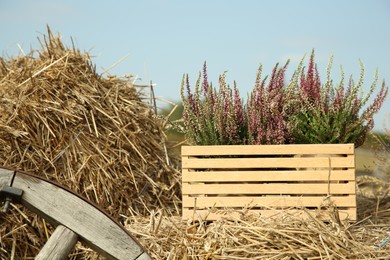 Beautiful heather flowers in crate on hay outdoors