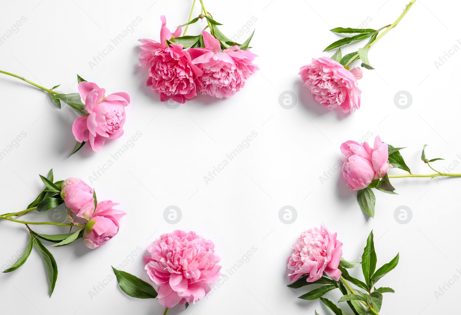 Photo of Beautiful fragrant peony flowers on white background