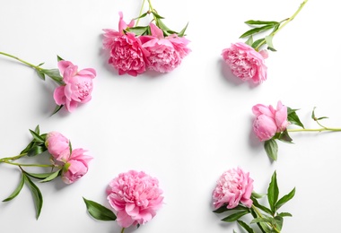 Beautiful fragrant peony flowers on white background