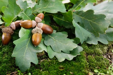 Photo of Acorns with oak leaves on green moss outdoors, closeup. Space for text