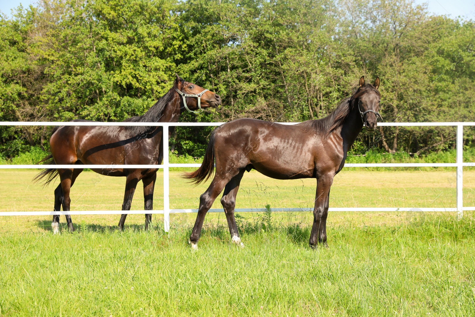 Photo of Dark bay horses in paddock on sunny day. Beautiful pets