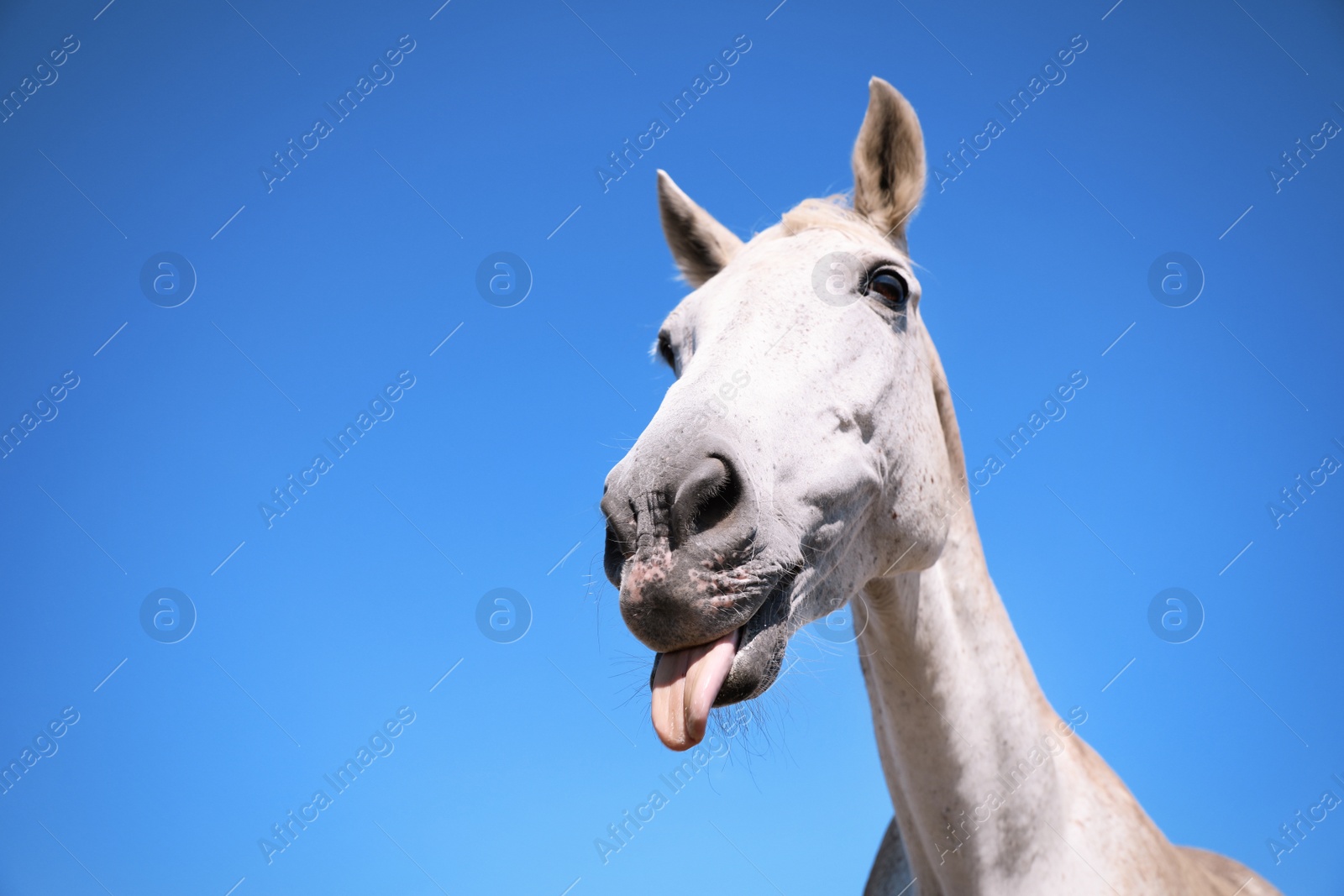 Photo of Grey horse outdoors on sunny day, closeup. Beautiful pet