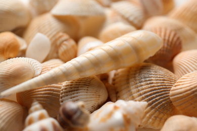 Photo of Many beautiful seashells as background, closeup view