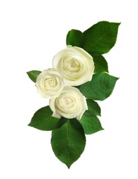 Image of Beautiful roses with green leaves on white background