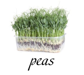 Image of Fresh organic microgreen in plastic container on white background