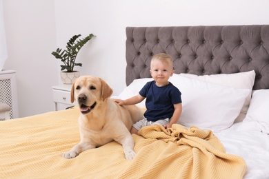 Adorable yellow labrador retriever and little boy on bed at home