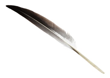 Photo of Beautiful grey bird feather isolated on white