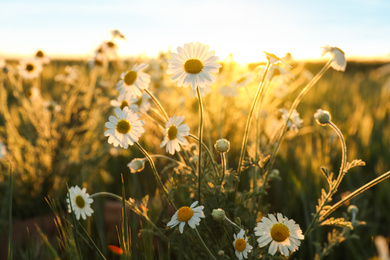 Photo of Closeup view of beautiful chamomile field on sunny day